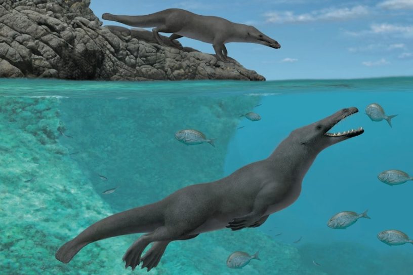 ancetre baleine quadrupede