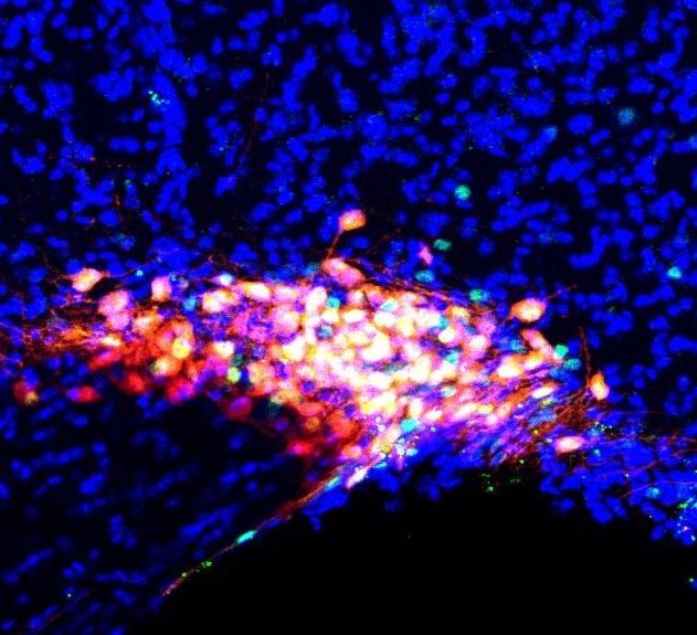 anesthesie generale neurones