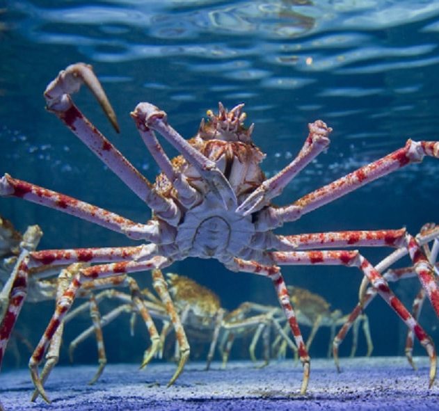araignee crabe gigantisme abyssal