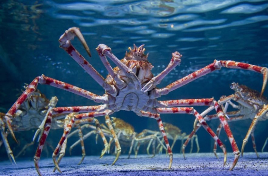 araignee crabe gigantisme abyssal