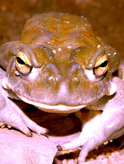 bufo incilius alvarius substance psychedelique traitement depression