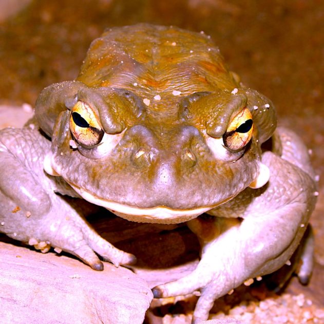 bufo incilius alvarius substance psychedelique traitement depression