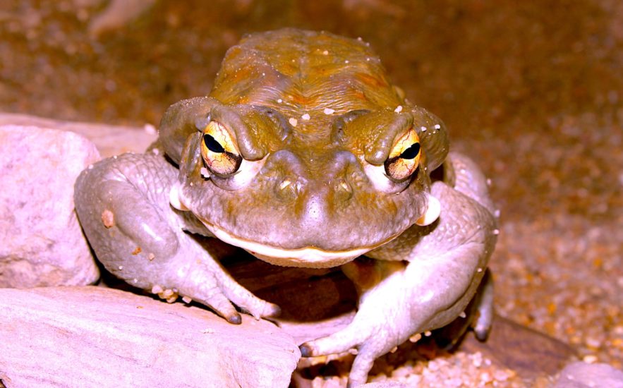 bufo incilius alvarius substance psychedelique traitement depression