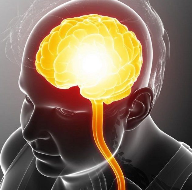 cerveau diminution matiere grise blanche obesite lien masse graisseuse graisse