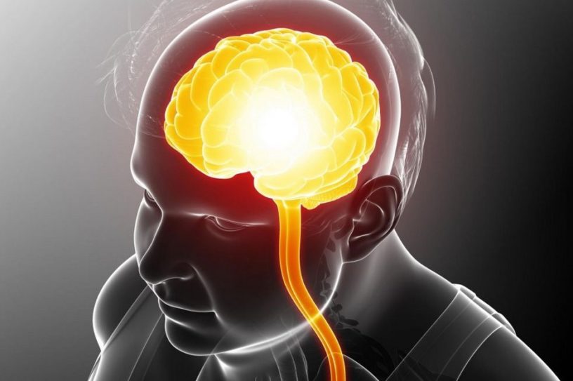 cerveau diminution matiere grise blanche obesite lien masse graisseuse graisse