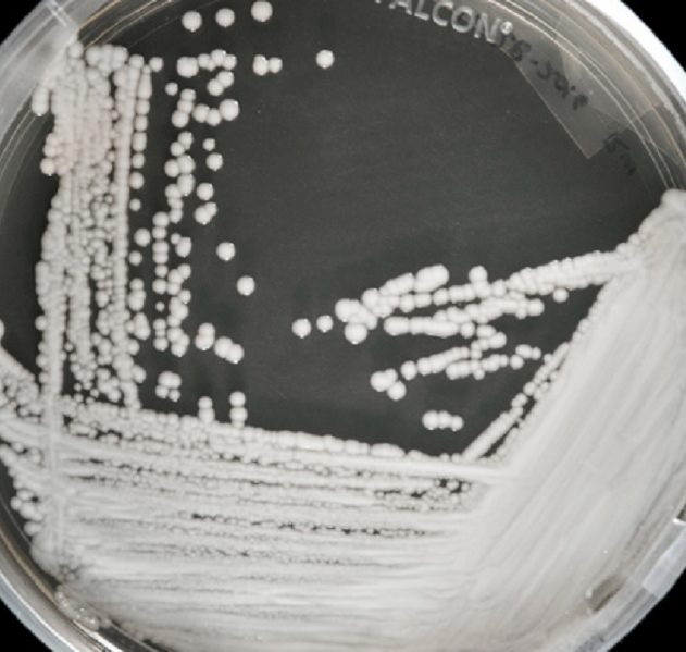champignon pharmacoresistant crainte