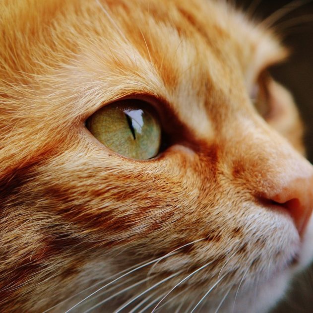 chat comprehension