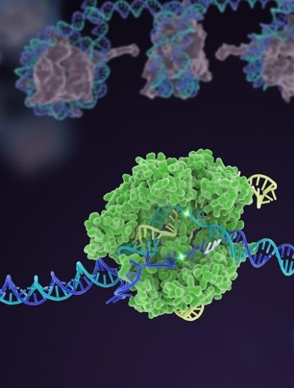 crispr cas9 adn