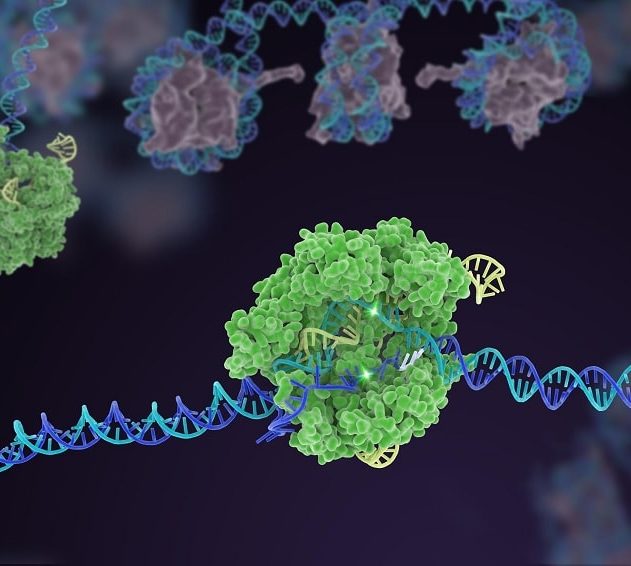 crispr cas9 adn