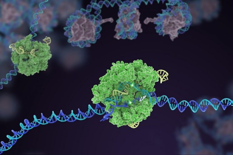 crispr cas9 adn