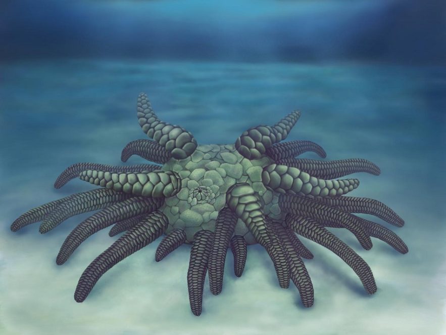 cthulhu creature marine