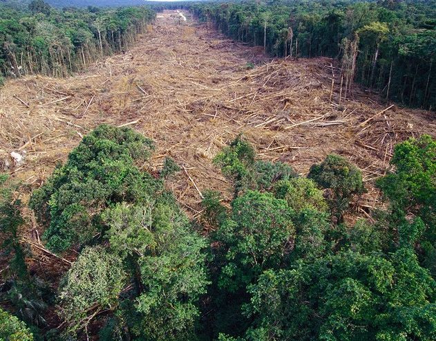 deforestation foret arbres