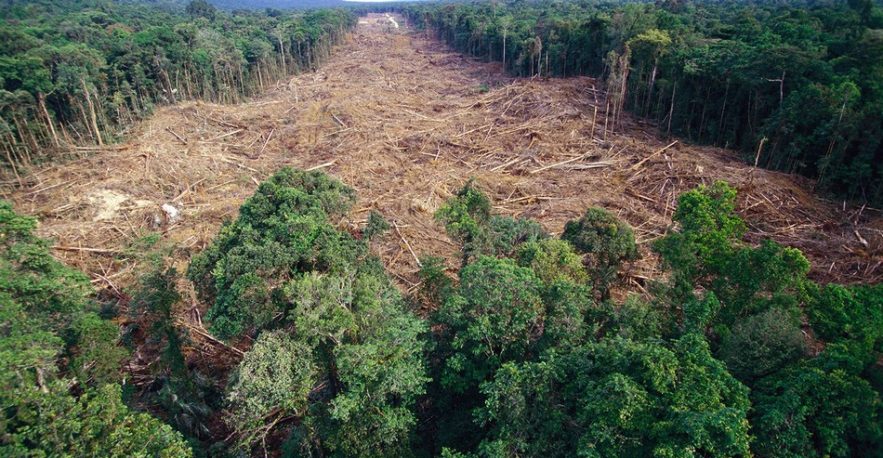 deforestation foret arbres