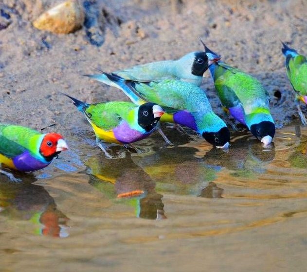 diamant gould oiseau tete coloration differente