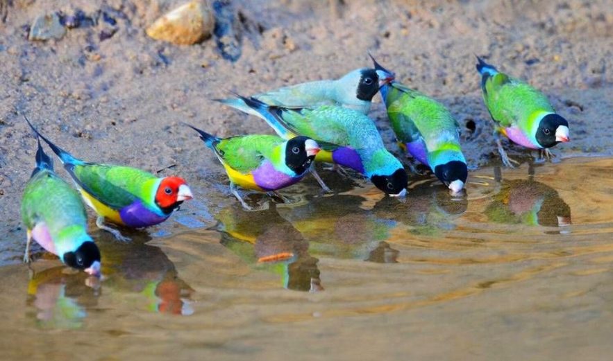 diamant gould oiseau tete coloration differente