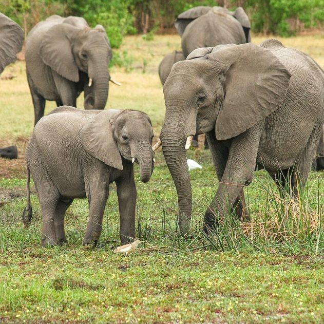 elephant afrique sud braconnage