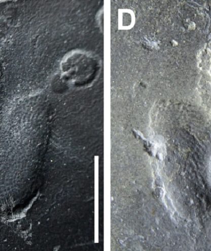 empreintes peau dinosaure