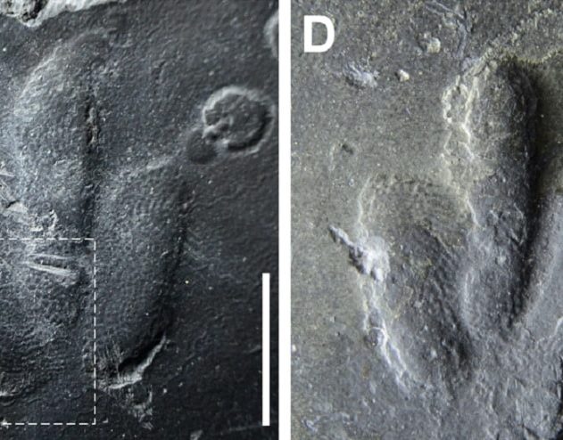 empreintes peau dinosaure