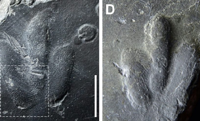empreintes peau dinosaure