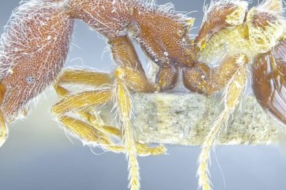 fourmi nouvelle espece decouvert