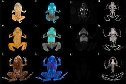 grenouille os squelette fluorescent uv