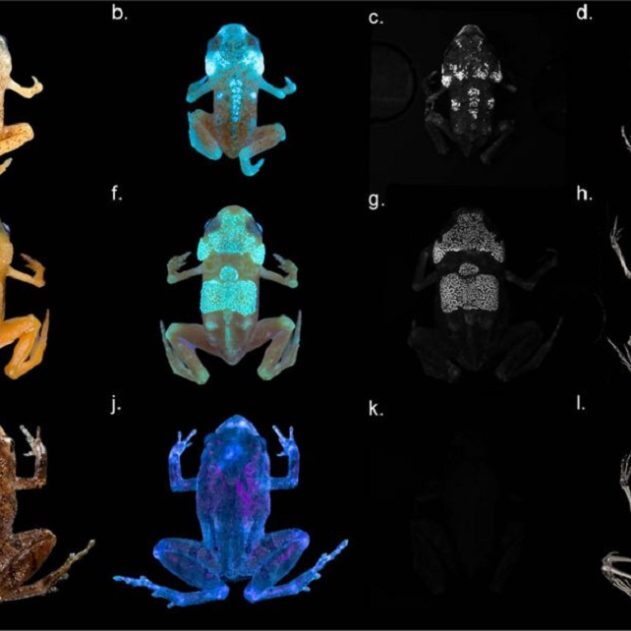 grenouille os squelette fluorescent uv