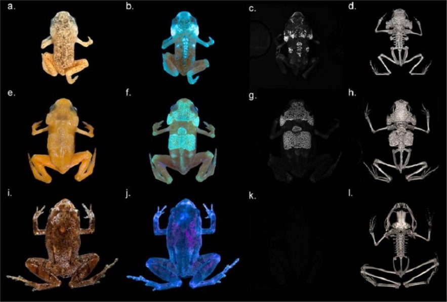 grenouille os squelette fluorescent uv