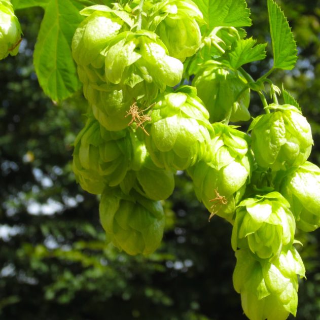 houblon-cancer