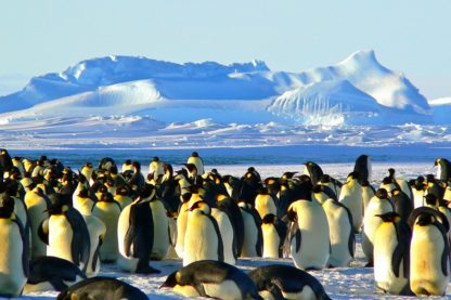 rechauffement climatique manchot empereur