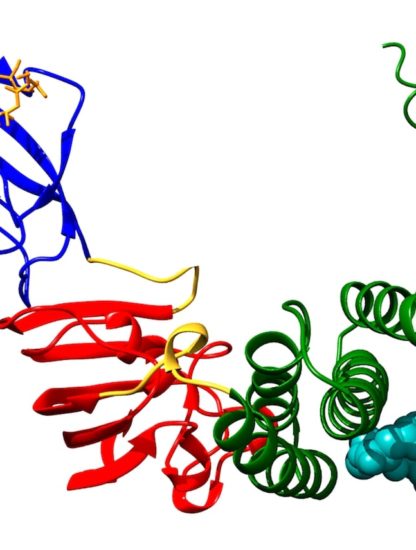 proteine FKBP51