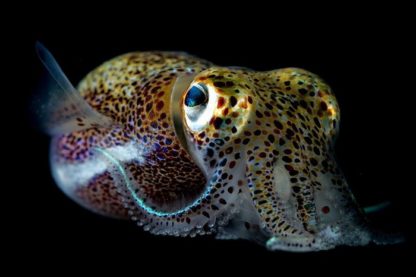 calmar seiche modification peau alteration crispr