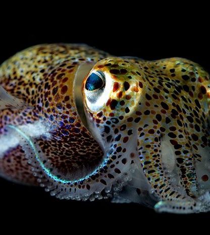 calmar seiche modification peau alteration crispr