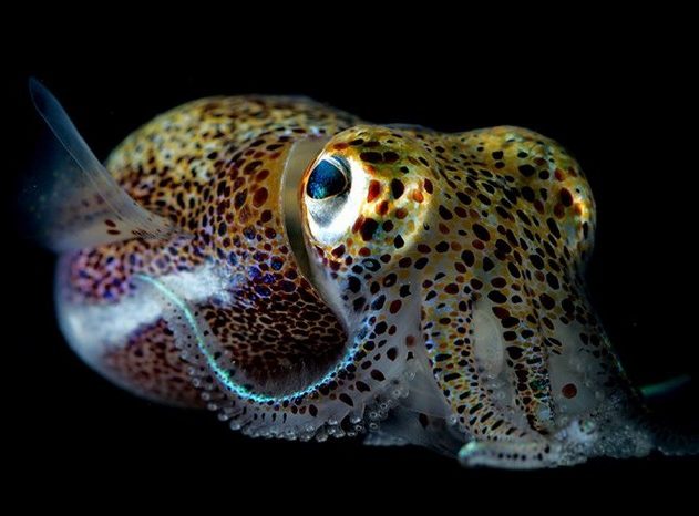 calmar seiche modification peau alteration crispr