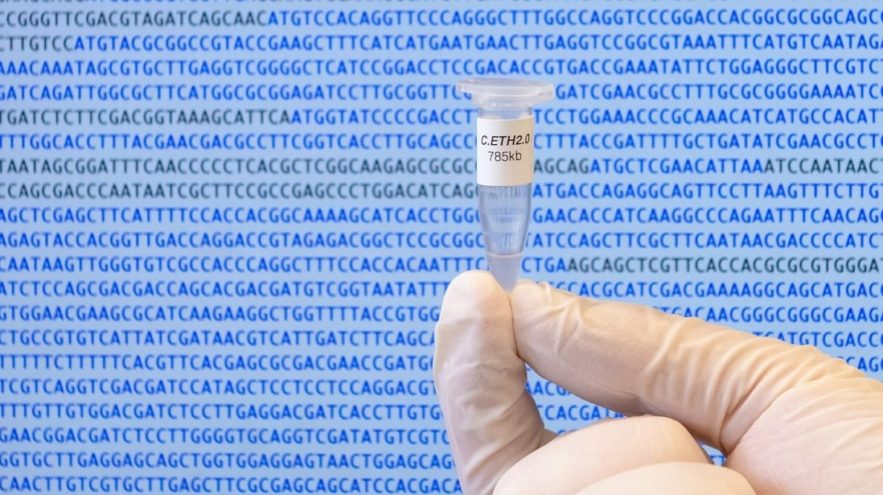 synthese bacterie informatique
