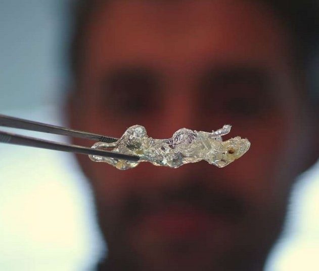 souris transparente tissus organiques transparence