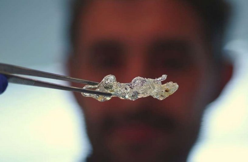 souris transparente tissus organiques transparence