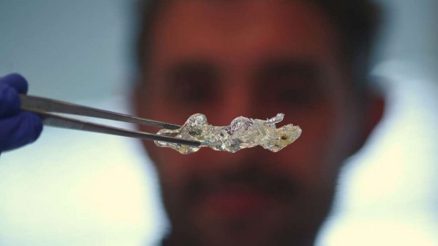 souris transparente tissus organiques transparence