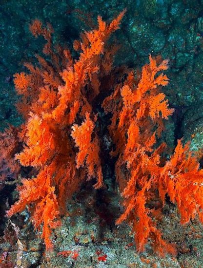 algue rouge