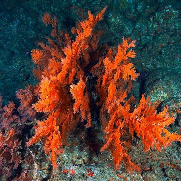 algue rouge