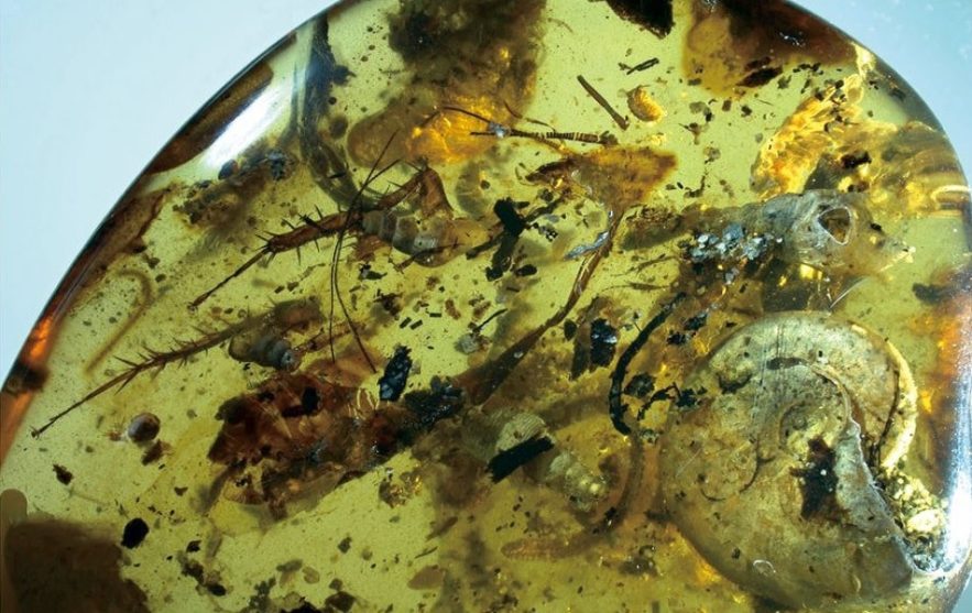 ammonite animaux ambre