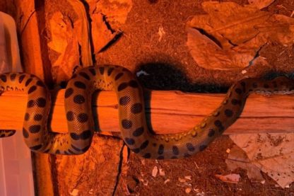 anaconda verte parthenogenese