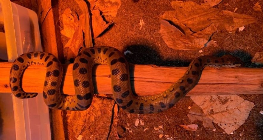 anaconda verte parthenogenese