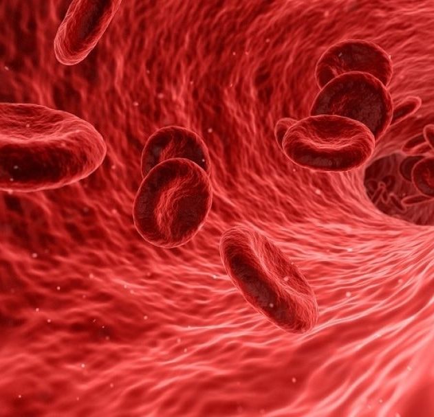 cerveau systeme cardiovasculaire