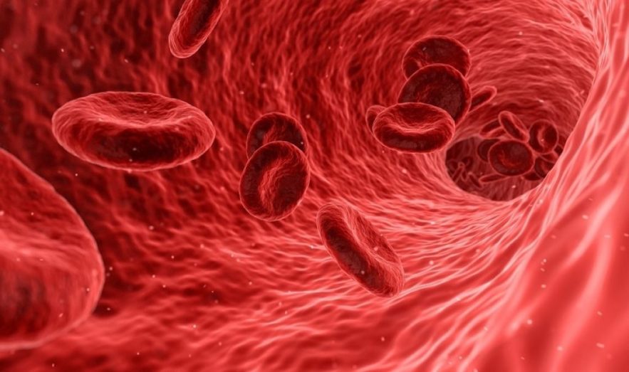 cerveau systeme cardiovasculaire