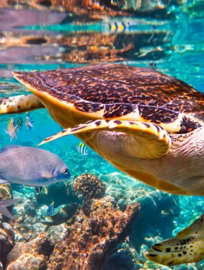 rapport onu biodiversite rechauffement changement climatique homme cause