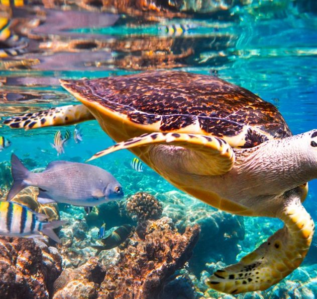 rapport onu biodiversite rechauffement changement climatique homme cause