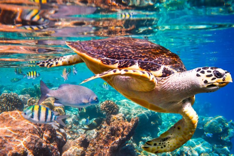 rapport onu biodiversite rechauffement changement climatique homme cause