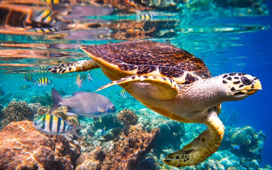 rapport onu biodiversite rechauffement changement climatique homme cause