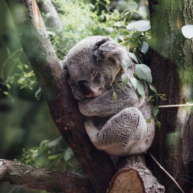 koala