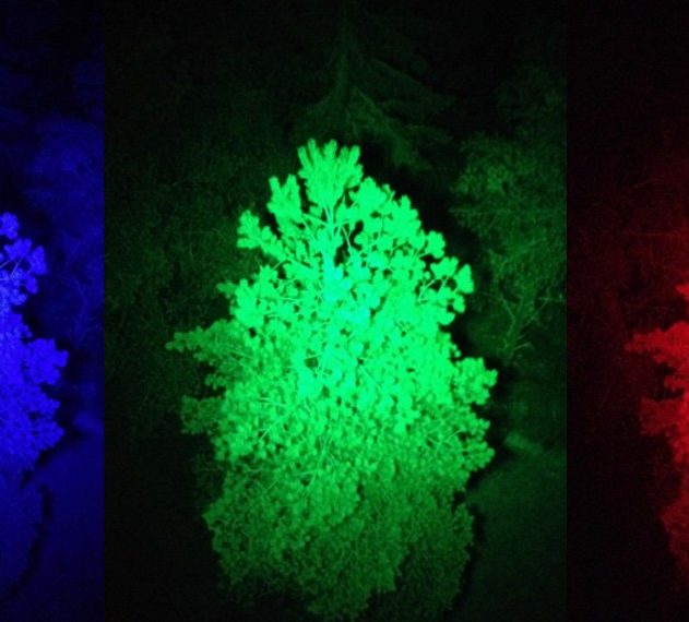 lumiere disco foret arbres